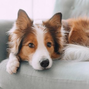 Cute dog looks mischievous