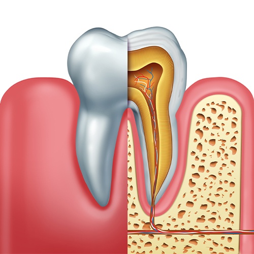 Animation of the inside of a tooth